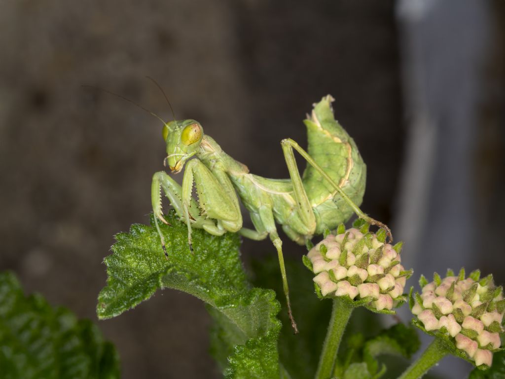 Ameles spallanzania?